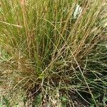 Festuca filiformis ശീലം