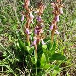 Anacamptis collina Floare