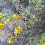 Helianthemum lippii Çiçek