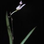 Ionopsis satyrioides Flower