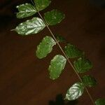 Tachigali melinonii 葉