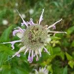 Monarda fistulosaÇiçek