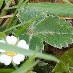 Potentilla sterilis ഇല