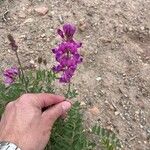 Hedysarum boreale Flower