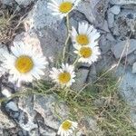 Leucanthemum graminifolium Цвят