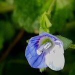 Veronica persica Flower