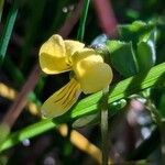 Viola biflora 花