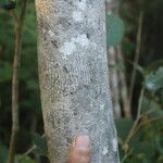 Diospyros acapulcensis Schors