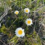 Leucanthemum graminifolium Kvet