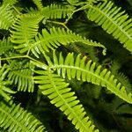 Gleichenella pectinata Hoja
