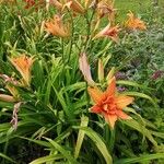 Hemerocallis fulvaKukka