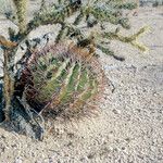 Ferocactus emoryi Bark