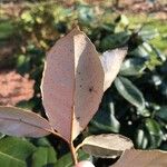Elaeagnus × submacrophylla Hoja