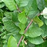 Cobaea scandens Leaf