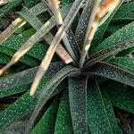 Aloe bellatula Lapas