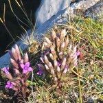 Gentianella campestrisŽiedas