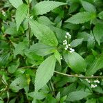 Ageratina riparia Folha