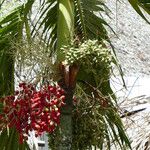 Adonidia merrillii Fruit