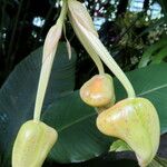 Stanhopea radiosa