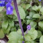 Salvia farinacea Кара
