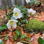 Helleborus niger Blomma