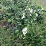 Jasminum multiflorum Habitus