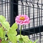 Zinnia peruviana Flor