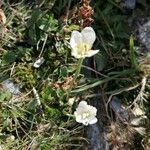 Saxifraga aspera Habit