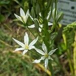 Ornithogalum pyramidale Flower