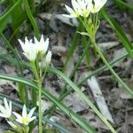 Nothoscordum bivalve Blomma