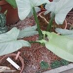 Philodendron hastatum Hoja