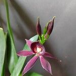 Prosthechea cochleata Çiçek