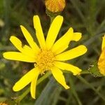 Senecio inaequidensFlor