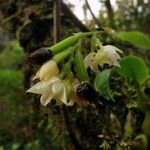 Polystachya cultriformis Flower