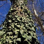 Hedera helix Pokrój