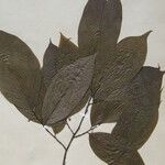 Annona tenuiflora Muu