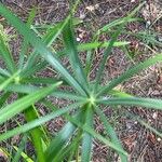 Cyperus papyrus Foglia