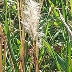 Bothriochloa barbinodis পাতা