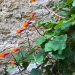 Tropaeolum tuberosum Květ