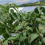 Solanum erianthum Pokrój