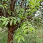 Zanthoxylum chalybeum Övriga