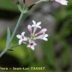 Asperula pyrenaica Flor