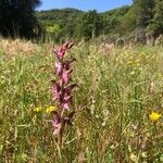 Anacamptis sancta Flor