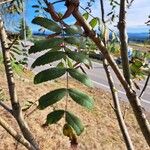 Sorbus domestica Folha