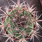 Melocactus matanzanus Blatt
