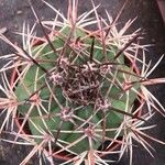 Melocactus matanzanus List