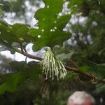 Chorilaena quercifolia Flor
