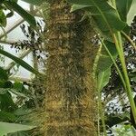 Verschaffeltia splendida Bark
