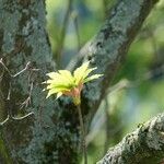 Acer macrophyllum Hoja