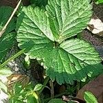 Potentilla indica পাতা